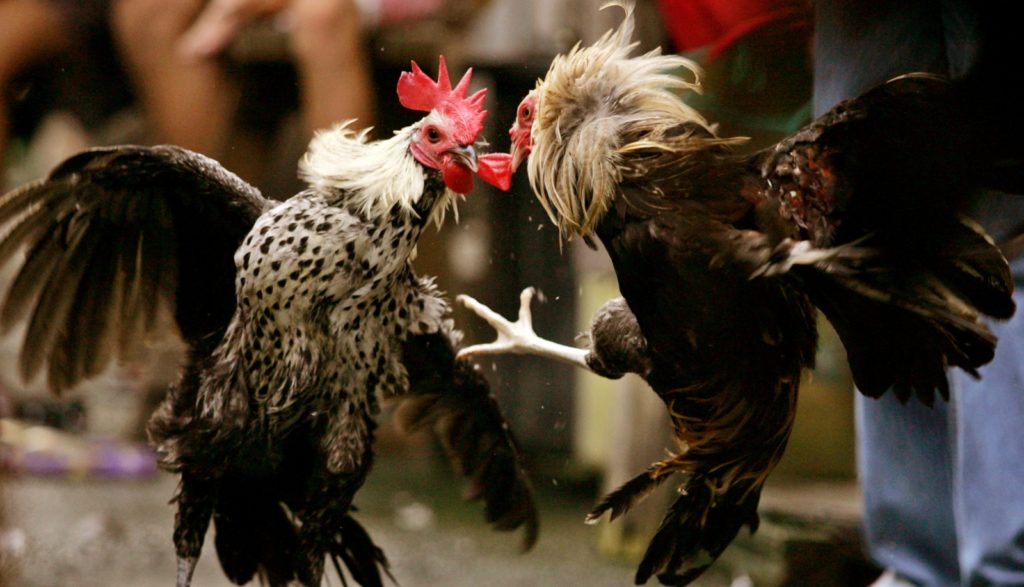 Cara Main Sabung Ayam  S128 untuk Dapatkan Keuntungan  