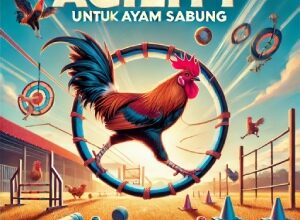 Jenis Latihan Agility yang Efektif untuk Ayam Sabung